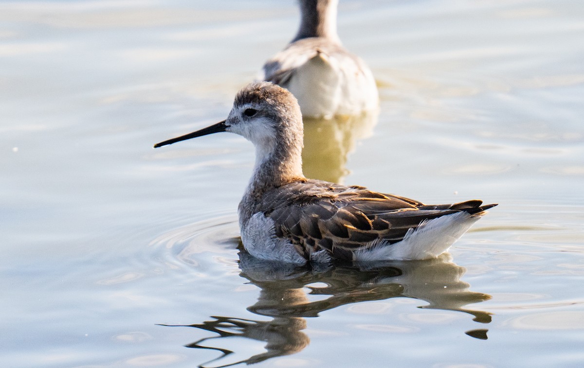 Wilson's Phalarope - ML622937115