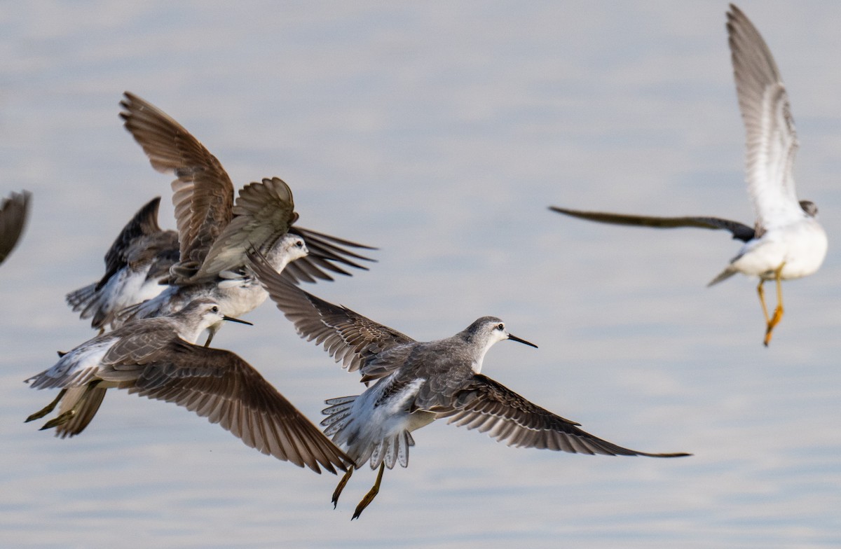 Phalarope de Wilson - ML622937120