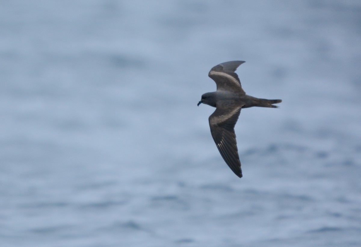 Markham's Storm-Petrel - ML622937135