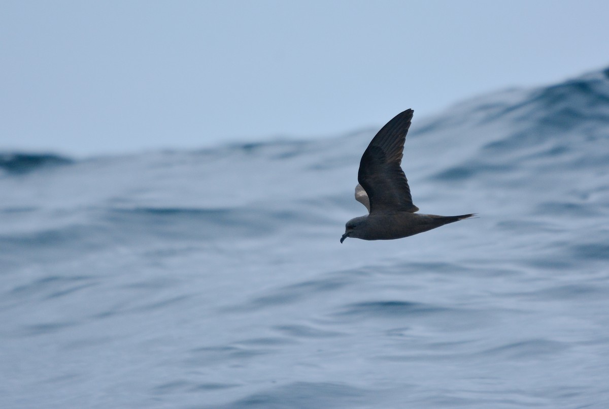 Markham's Storm-Petrel - ML622937136