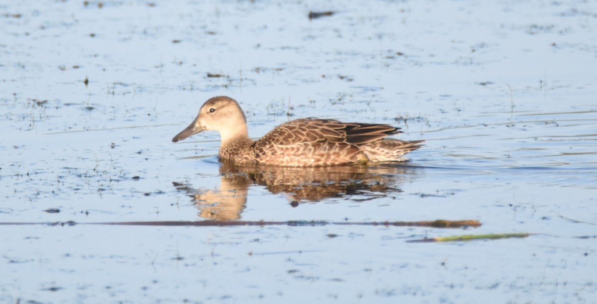 Blue-winged Teal - Patrick McAtee