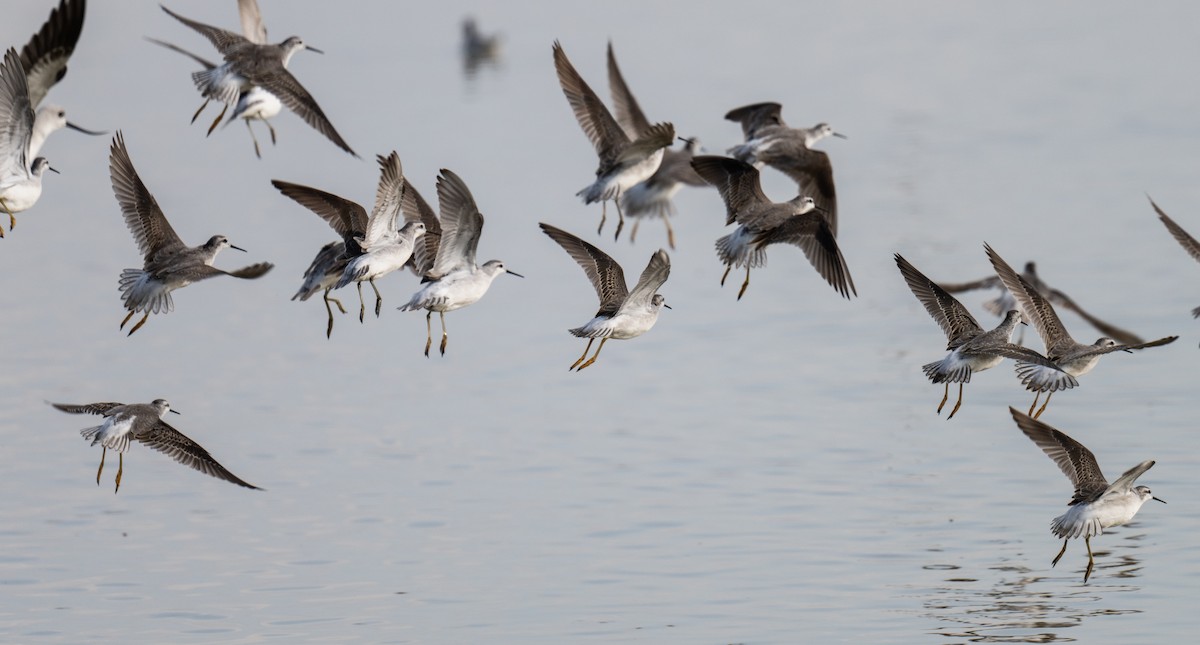 Wilson's Phalarope - ML622937143