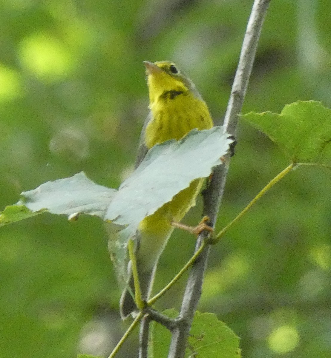 Canada Warbler - ML622937146