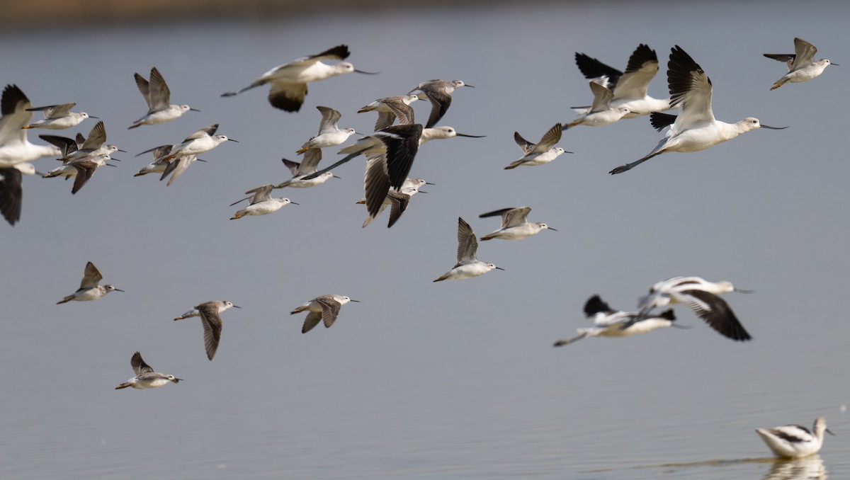 Phalarope de Wilson - ML622937147