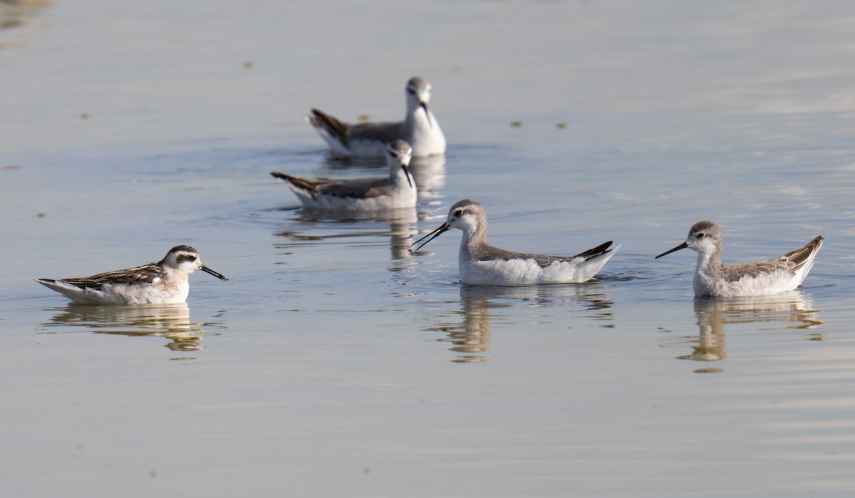 Phalarope de Wilson - ML622937151