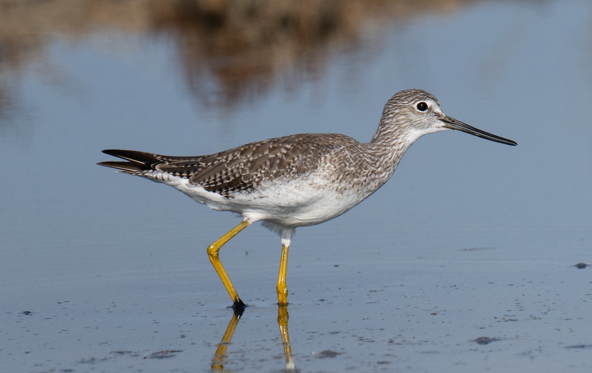 Greater Yellowlegs - ML622937180