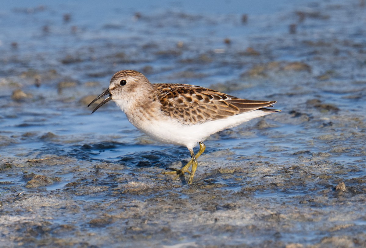 Least Sandpiper - Colin McGregor