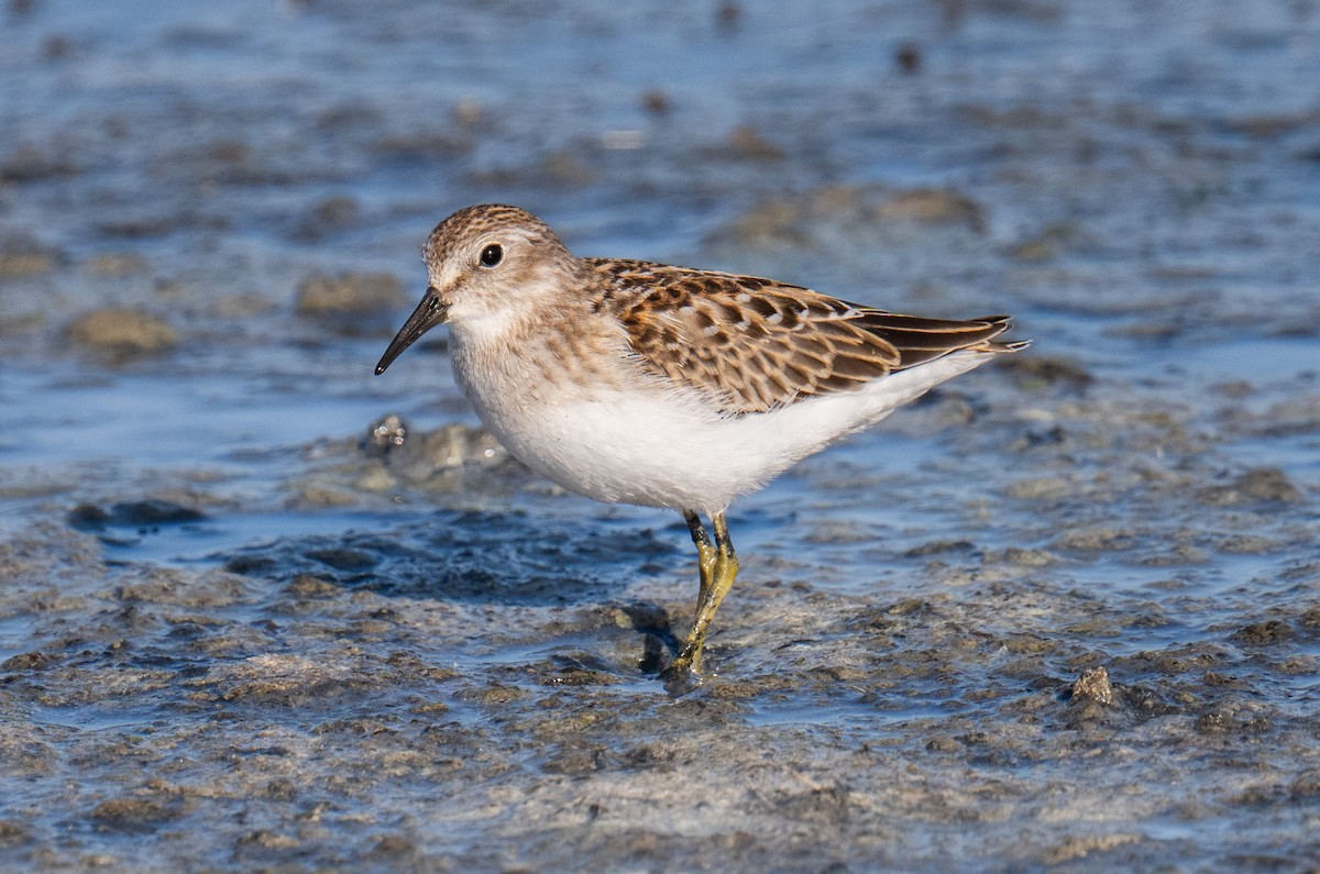 Least Sandpiper - ML622937190