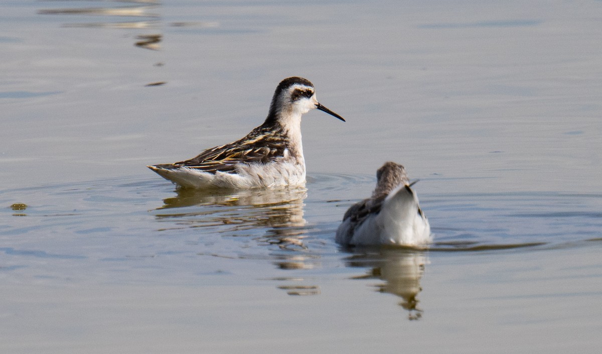 Wilson's Phalarope - ML622937202