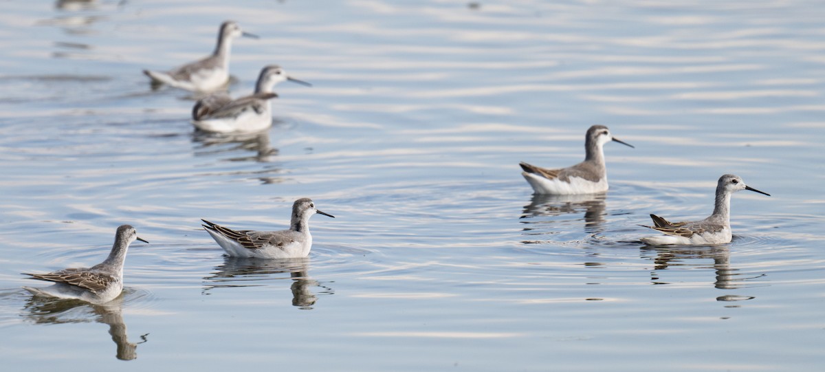 Wilson's Phalarope - ML622937220