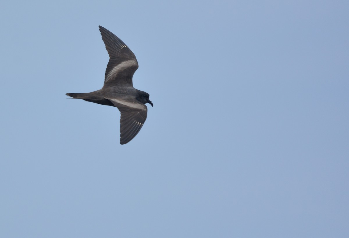 Markham's Storm-Petrel - ML622937256