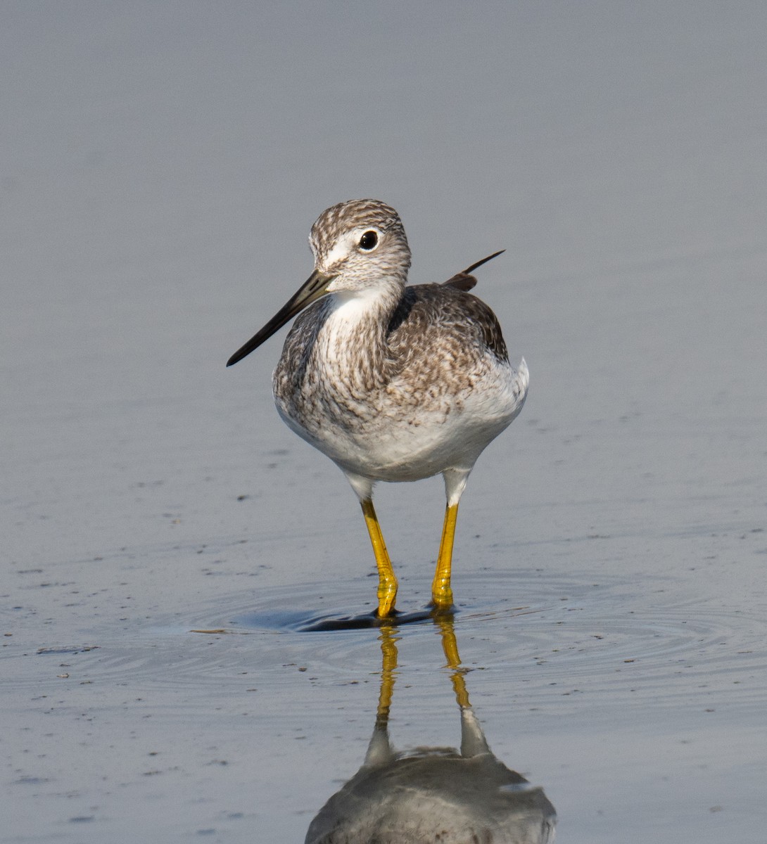 Greater Yellowlegs - ML622937260