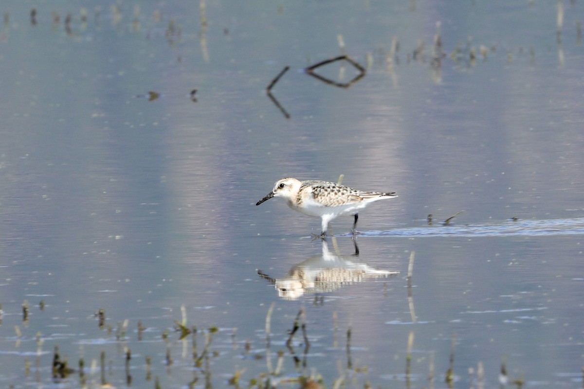 Sanderling - Lynn Duncan