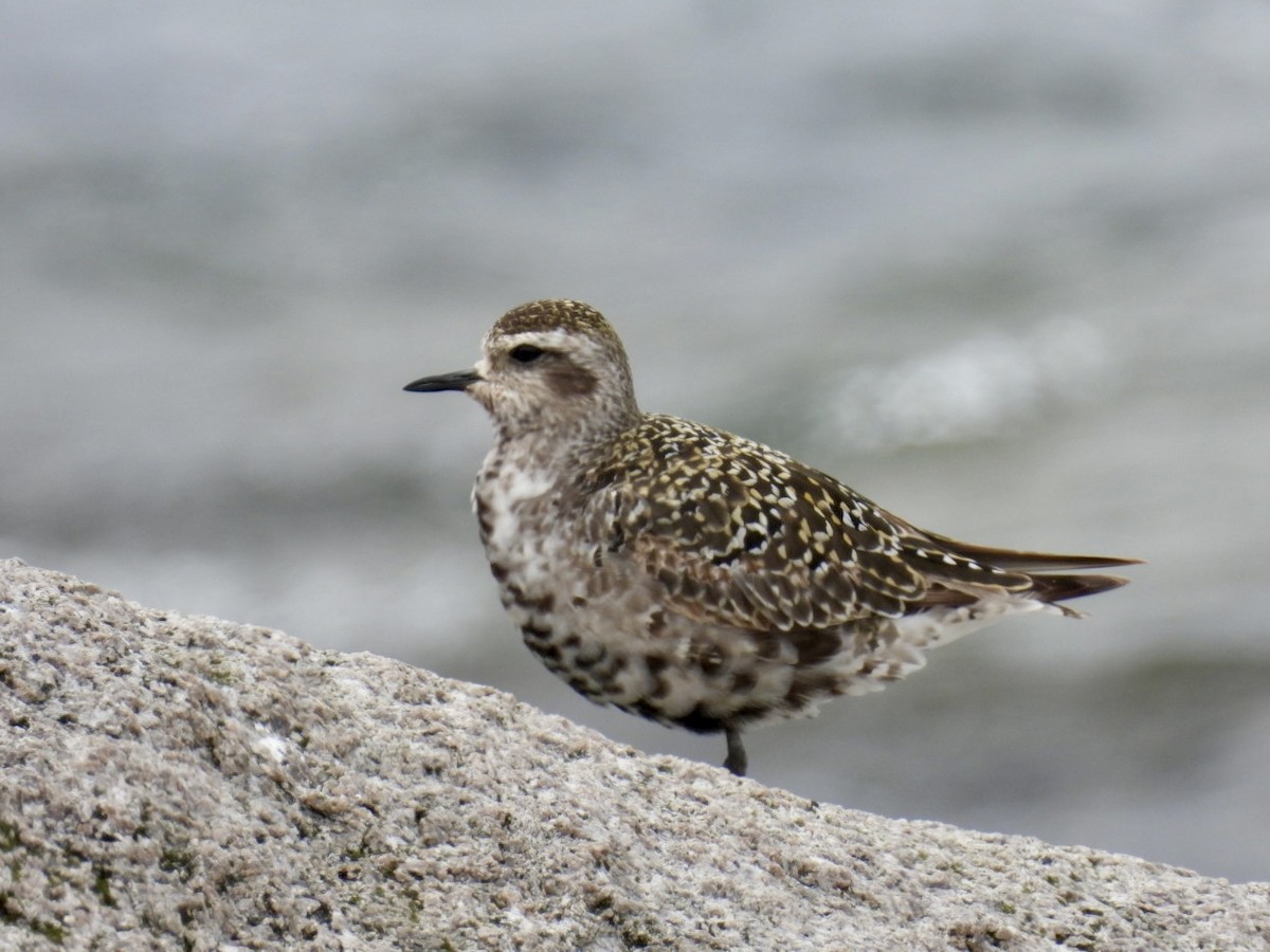 American Golden-Plover - ML622937301