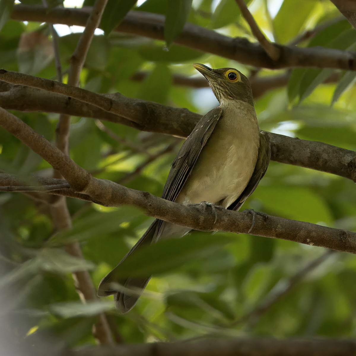 Spectacled Thrush - ML622937337