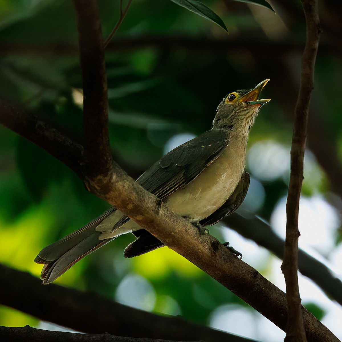 Spectacled Thrush - ML622937338