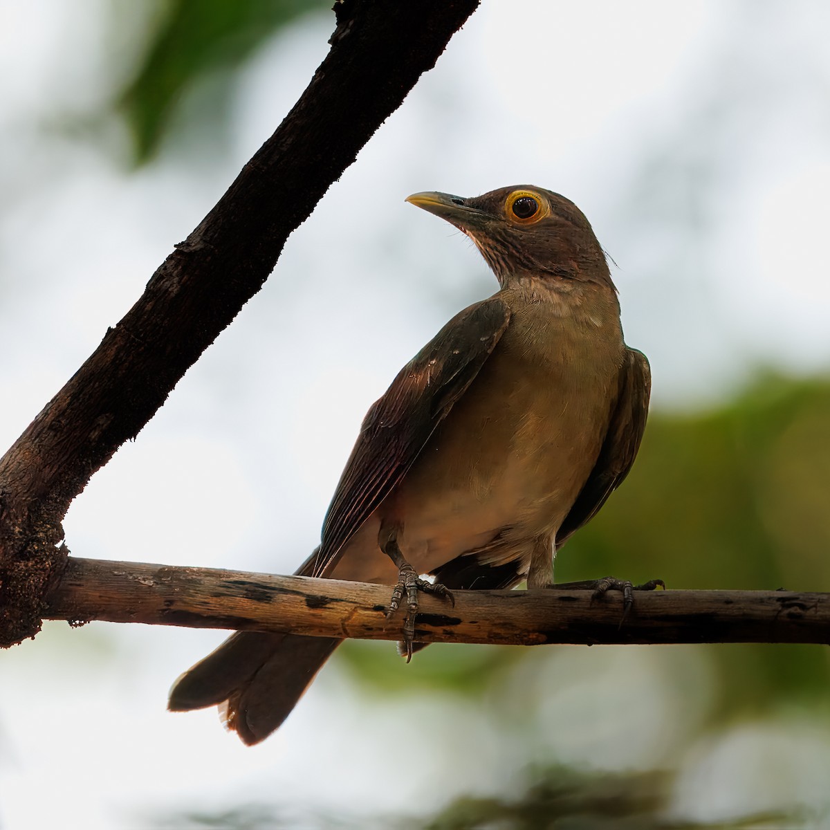 Spectacled Thrush - ML622937339