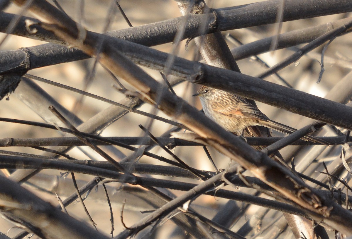 Streaked Tit-Spinetail - ML622937340