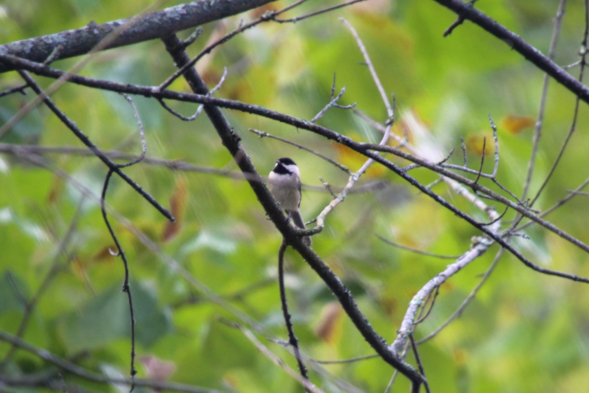 Carolina Chickadee - ML622937358