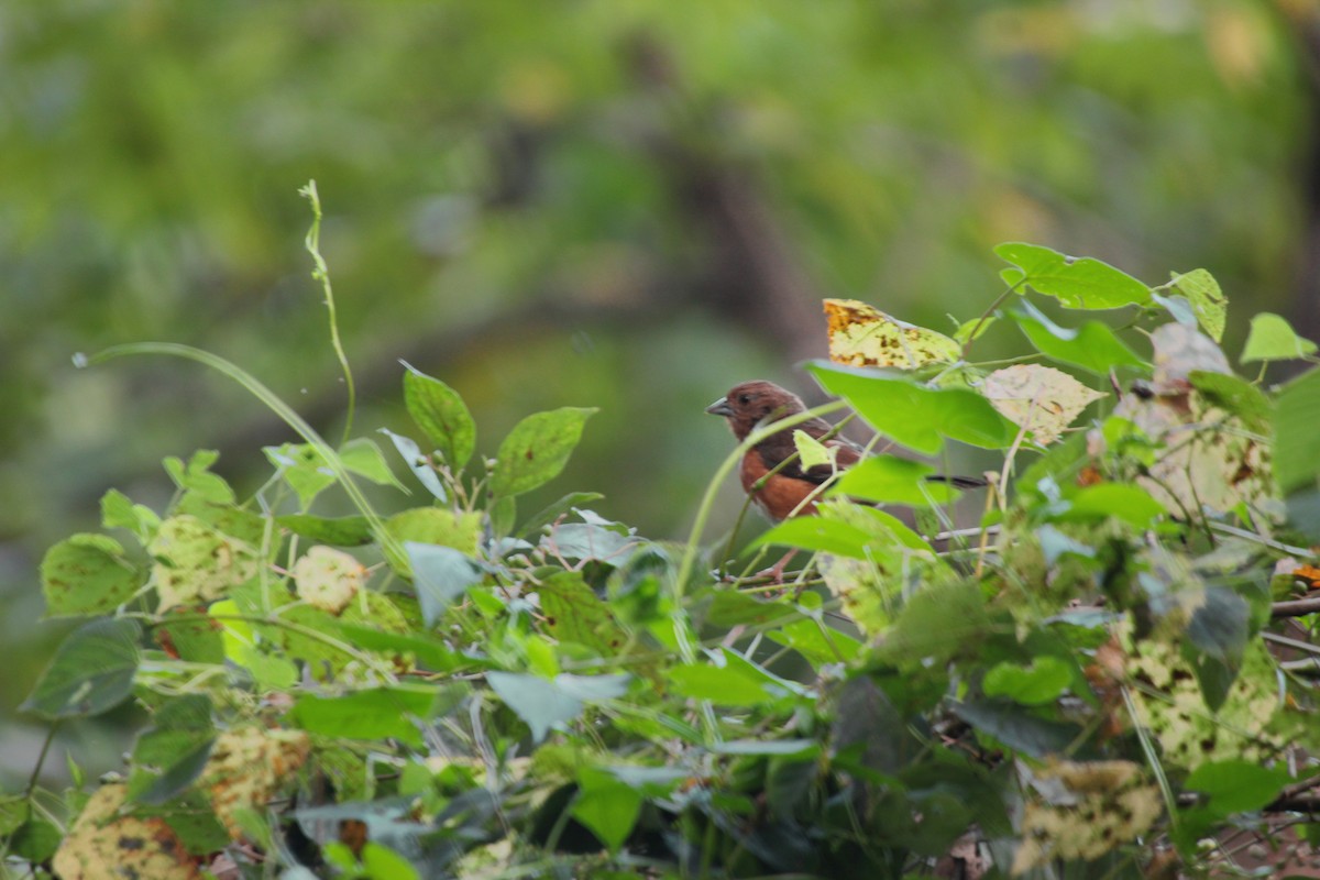 Eastern Towhee - ML622937404