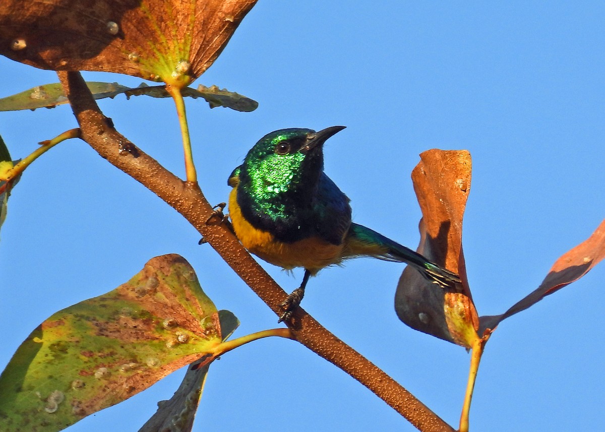 Collared Sunbird - ML622937452