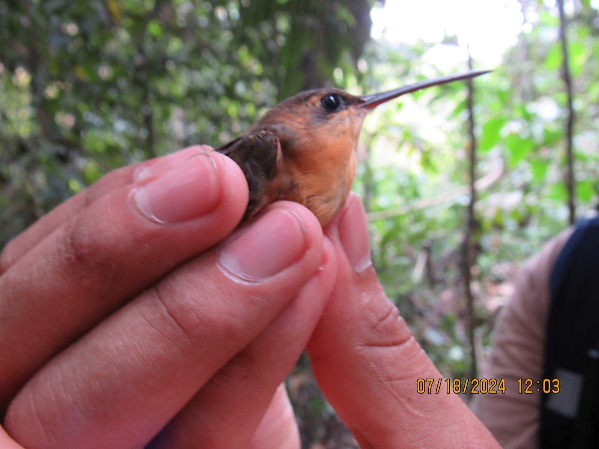 Needle-billed Hermit - ML622937474