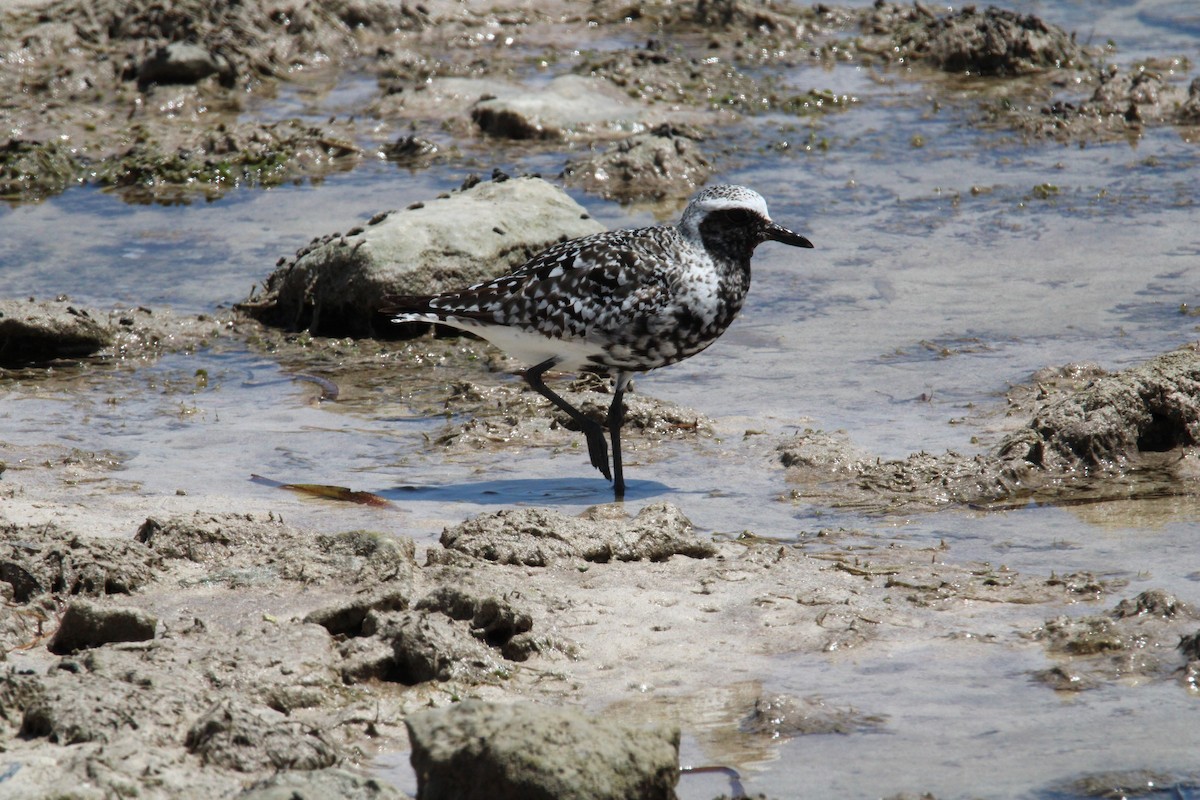 Black-bellied Plover - ML622937531