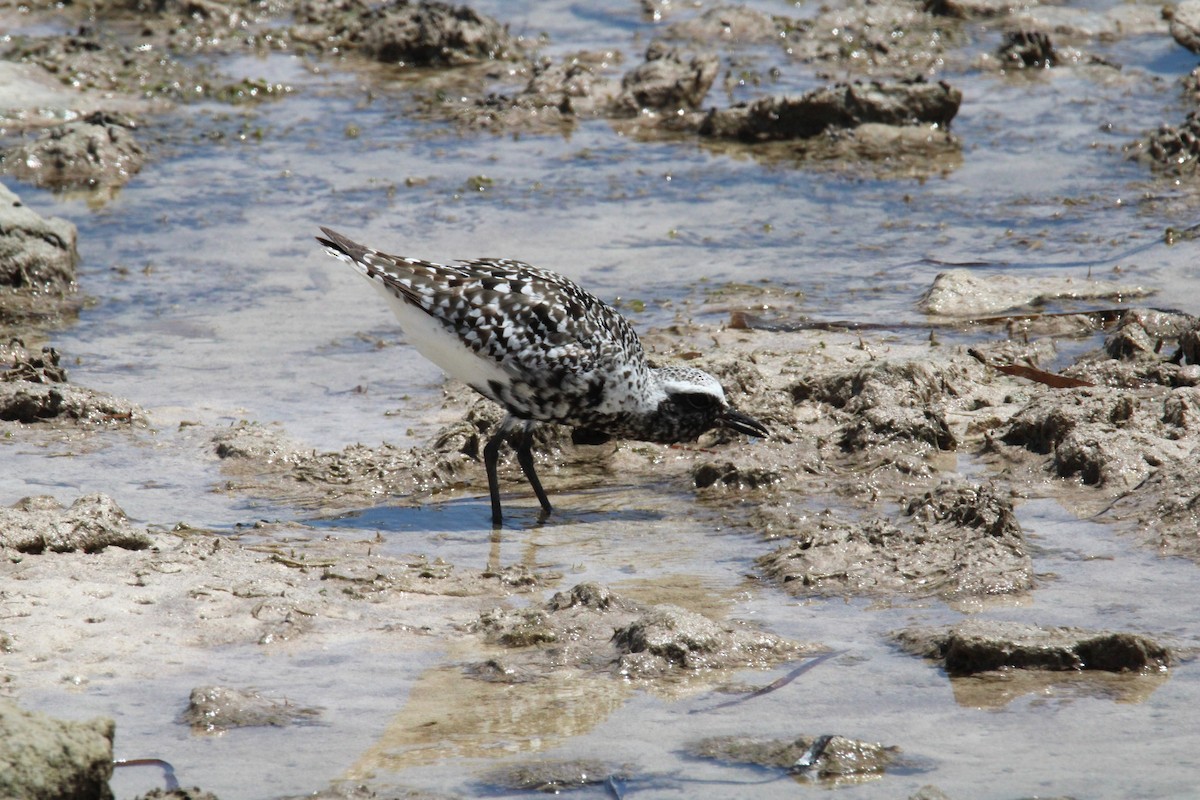 Black-bellied Plover - ML622937540