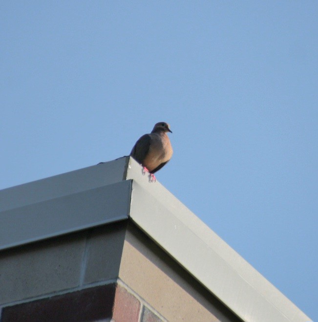 Mourning Dove - Samuel Harris