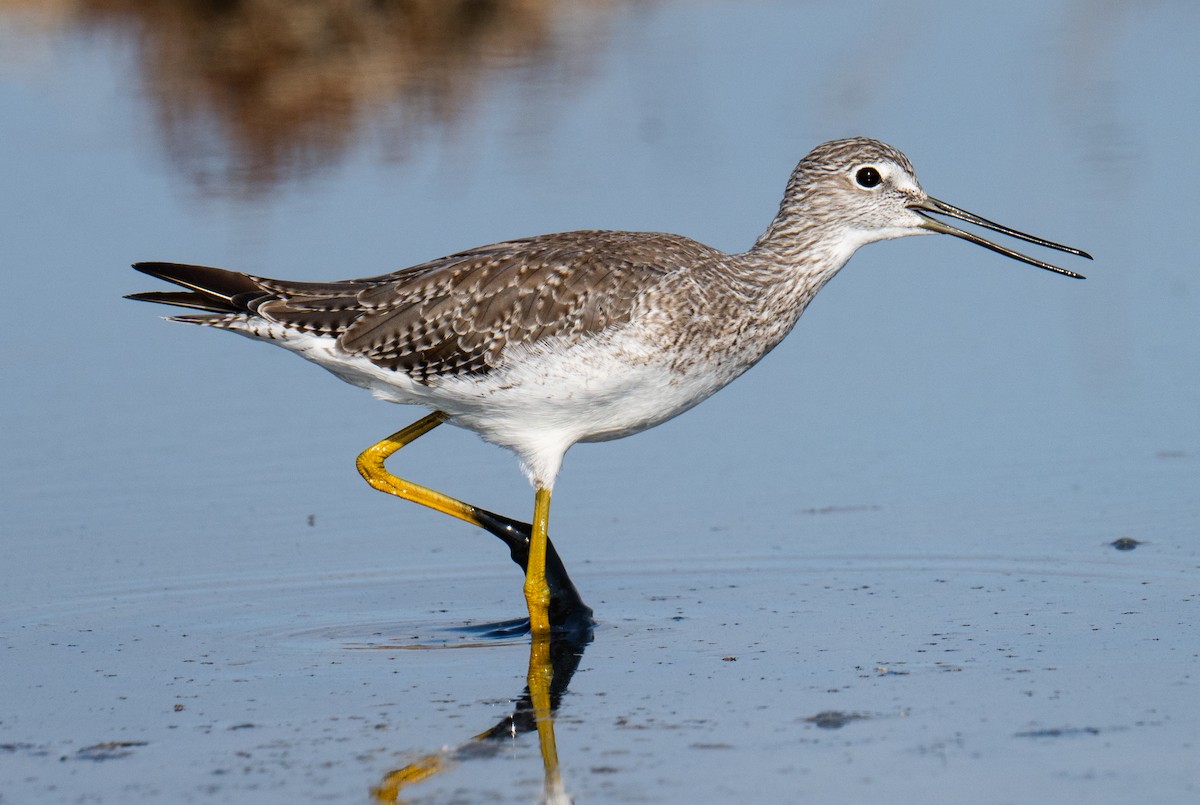 Greater Yellowlegs - ML622937606