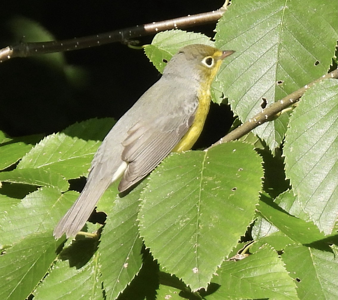 Canada Warbler - ML622937619