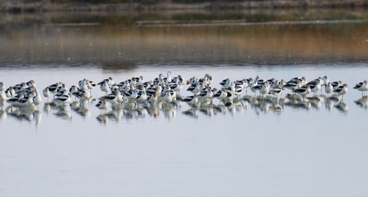 Avocette d'Amérique - ML622937702