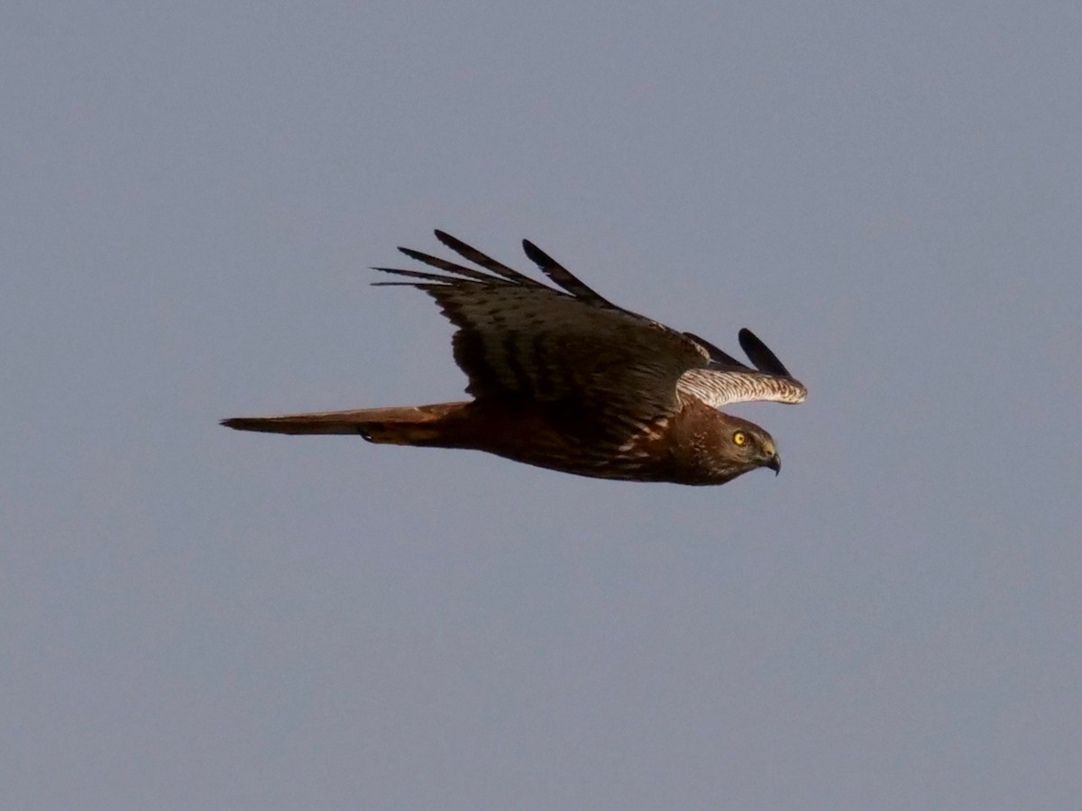 African Marsh Harrier - ML622937778