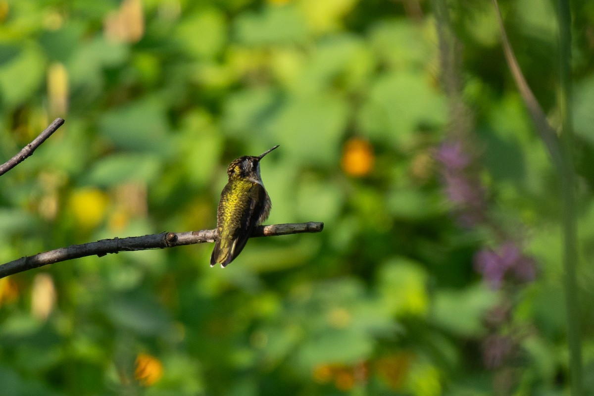 Ruby-throated Hummingbird - ML622937817