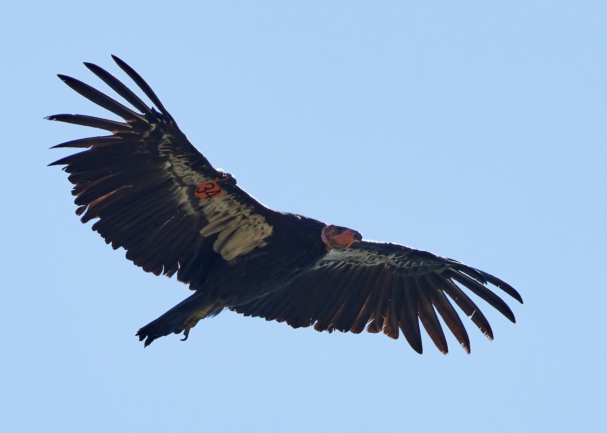 California Condor - ML622937998