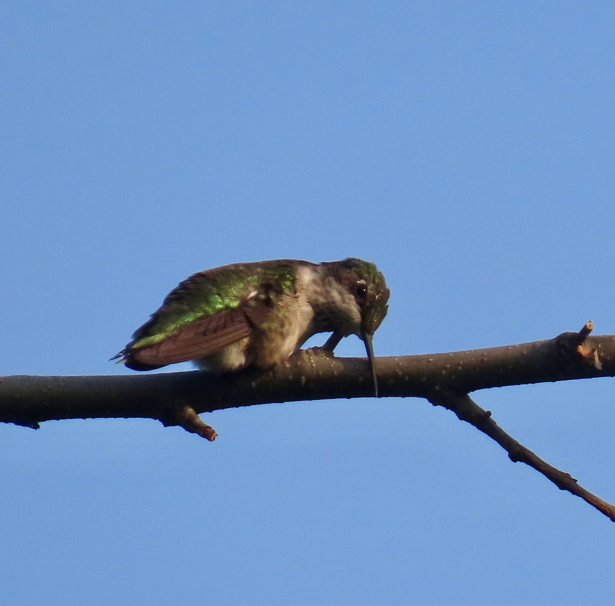 Ruby-throated Hummingbird - ML622938002