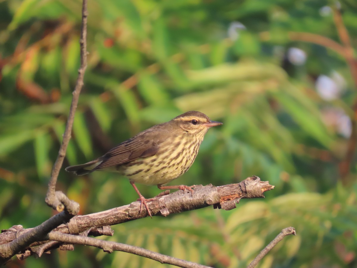 Northern Waterthrush - ML622938025