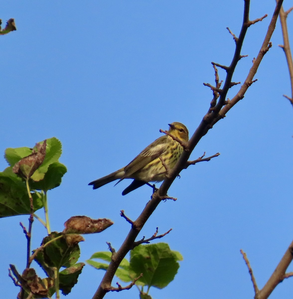 Cape May Warbler - ML622938029