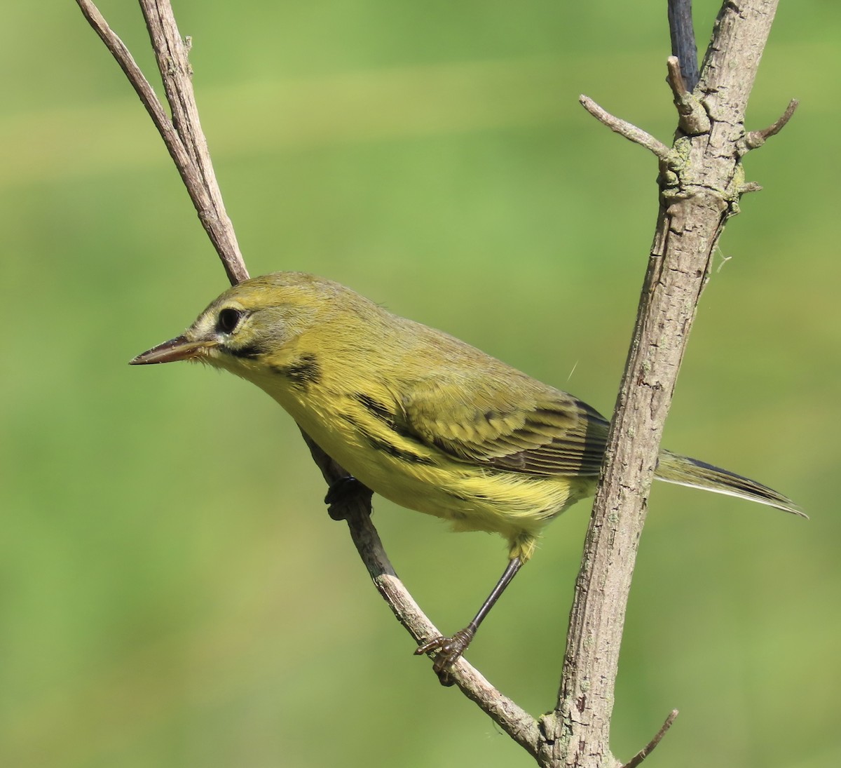 Prairie Warbler - ML622938031