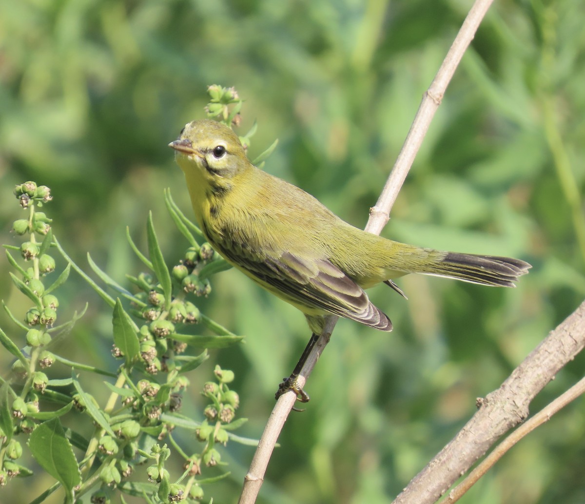 Prairie Warbler - Heydi Lopes