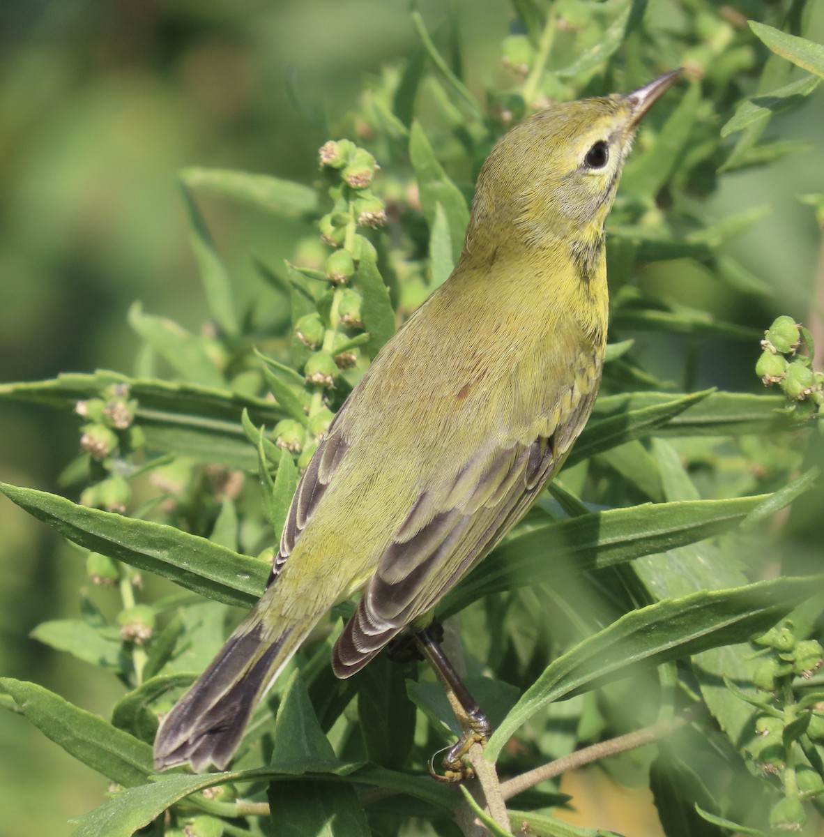 Prairie Warbler - ML622938033