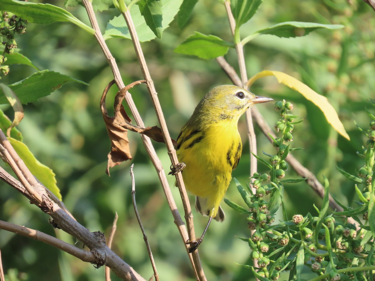 Prairie Warbler - ML622938034