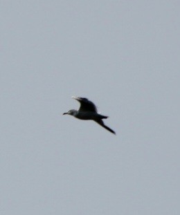 Ring-billed Gull - ML622938114