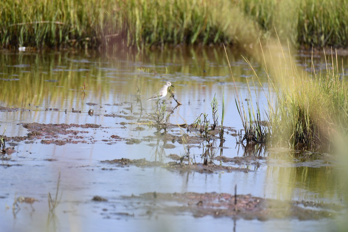 Bécasseau sanderling - ML622938122