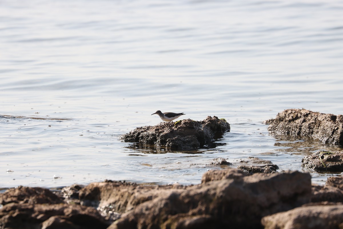 Spotted Sandpiper - Emily Ewles