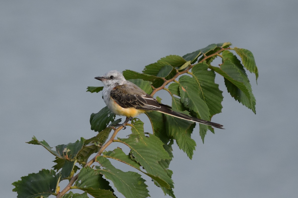 Scissor-tailed Flycatcher - ML622938205