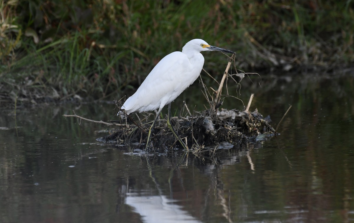 Snowy Egret - joe wolf