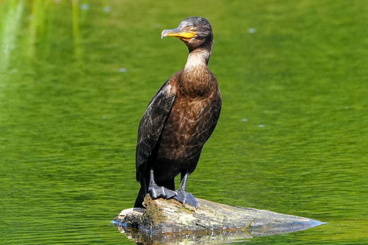 Double-crested Cormorant - Anonymous