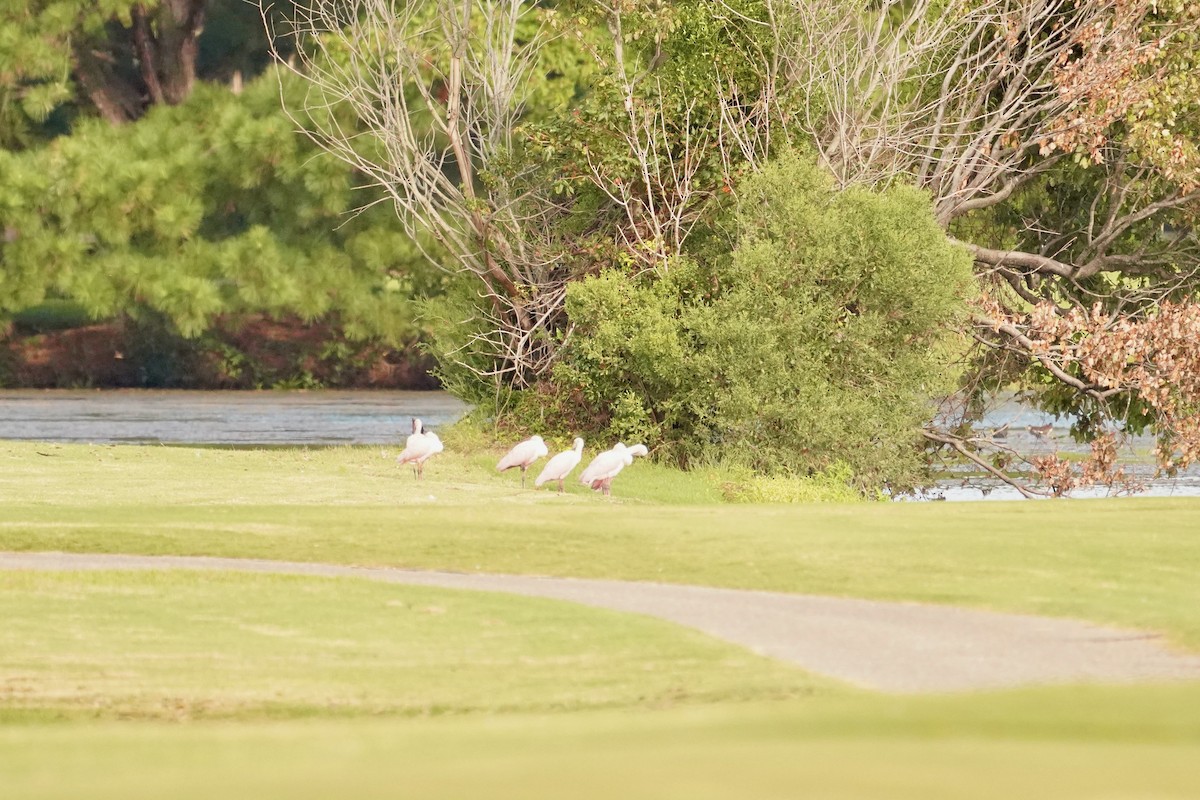 Roseate Spoonbill - ML622938317