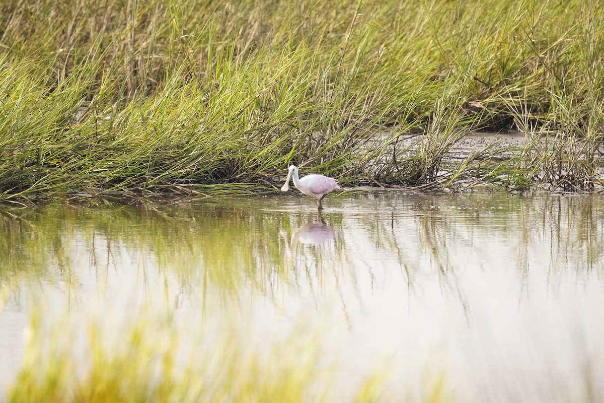Roseate Spoonbill - ML622938318